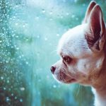 Sad but hopeful doggo