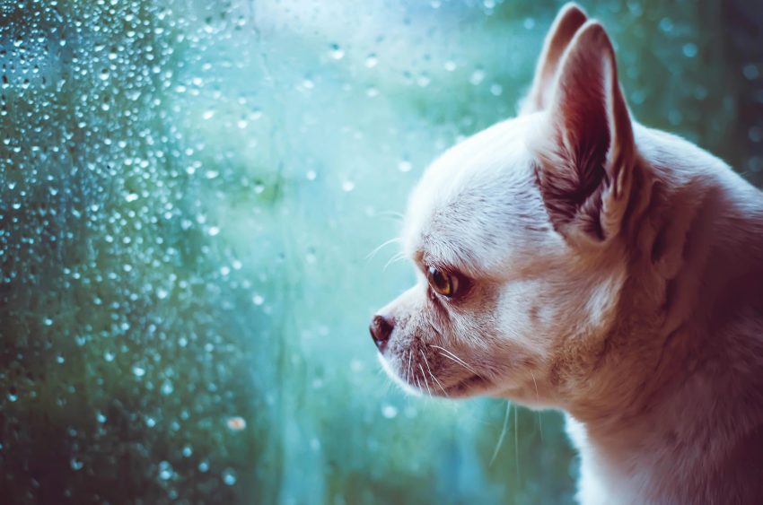 Sad but hopeful doggo